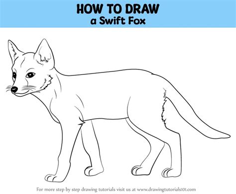 How to Draw a Swift Fox (Wild Animals) Step by Step | DrawingTutorials101.com