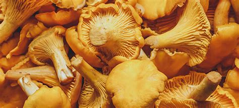 10 Yellow Mushroom Species (With Pictures)