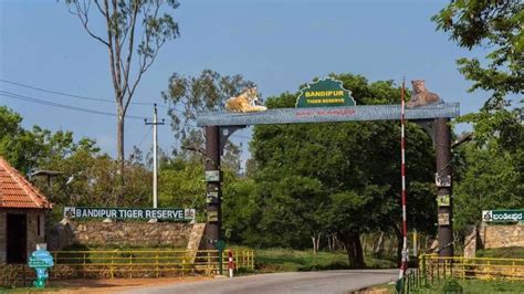 Two tigers found dead in Bandipur - Star of Mysore