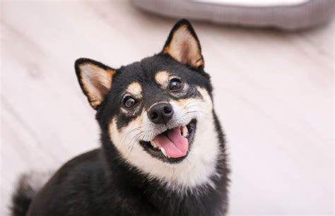 Black Shiba Inu: Do Shibas with Solid Black Coats Exist?