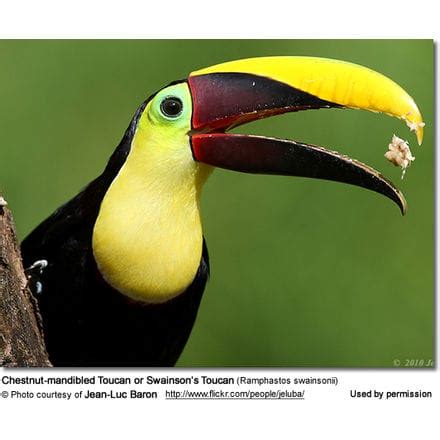 Breeding Toucans, Toucanets and Aracaris in Captivity