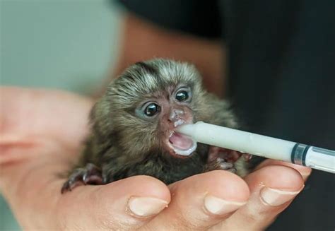 Finger Monkey: The Smallest Pet Monkey You Can Own