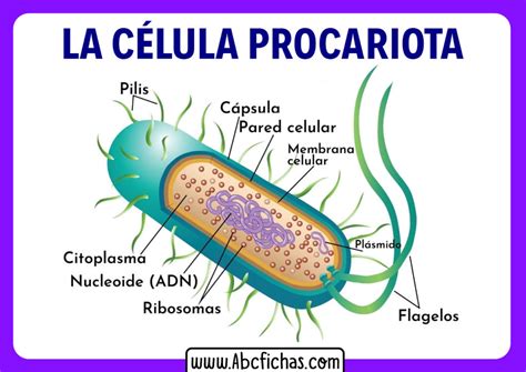 Partes de la celula procariota - ABC Fichas