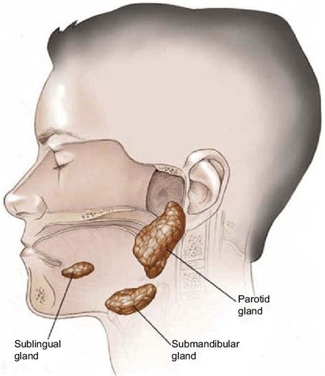 Parotid Duct