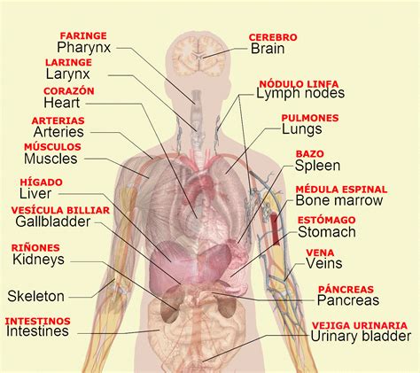 Diagram Of Internal Organs