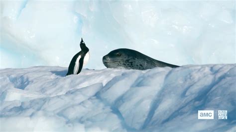 Chase Scene: Leopard Seal vs. Penguin | Seven Worlds, One Planet | BBC America