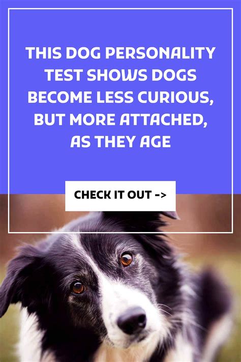 This dog personality test shows dogs become less curious but more ...