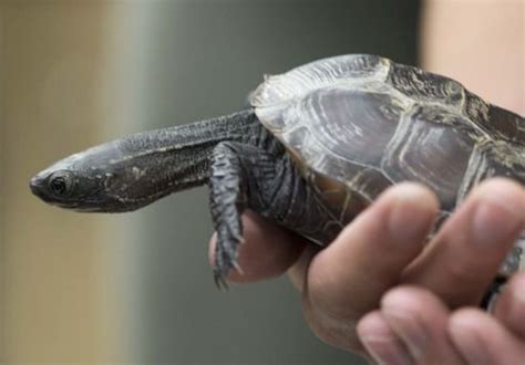 Reeves turtle care sheet | Wiki | Reptiles Amino