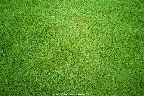 Golf Course Grass - 5 Types Of Grasses Used on Golf Courses (2024 ...