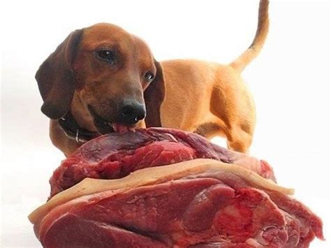 How to feed a dachshund - Online pet magazine ALFA-CDS.COM