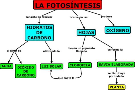 Mapa Conceptual Fotosíntesis | Porn Sex Picture