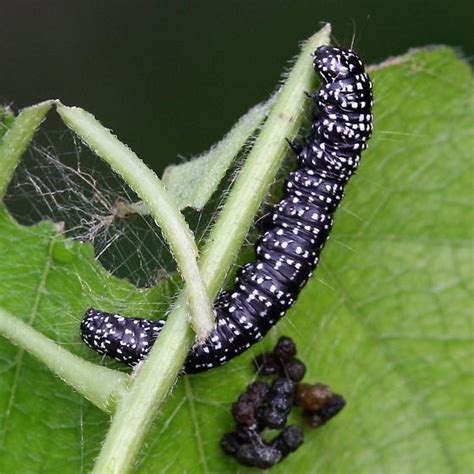 Black Caterpillar with White Spots on Coralbead Vine - Omphalocera ...