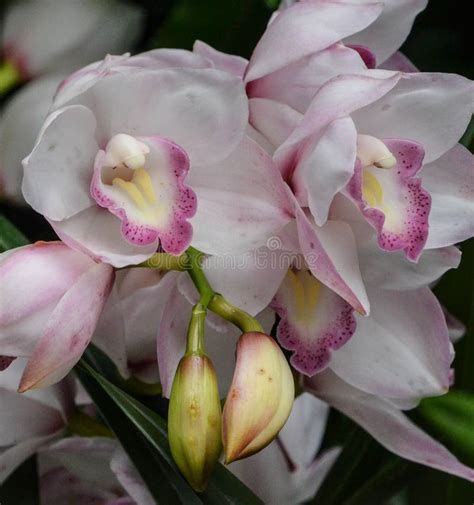 A Bright Beautiful Bunch of Orchids Stock Photo - Image of orchid ...