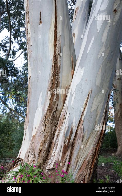 Eucalyptus tree bark hi-res stock photography and images - Alamy