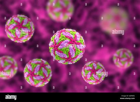 Powassan virus hi-res stock photography and images - Alamy