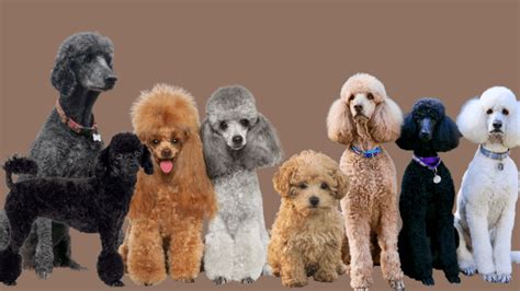 7 Types of Poodles: Breed Characteristics, Pictures & More - PetHelpful