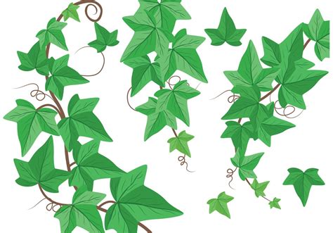 Ivy Free Vector Art - (29,389 Free Downloads)