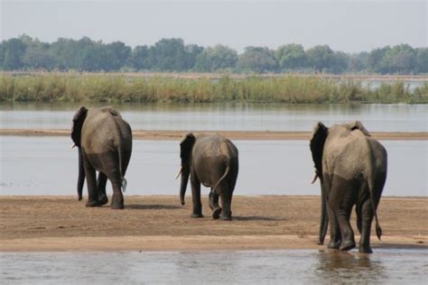 Lower Zambezi National Park – Lusaka – Zambia – ProdAfrica Business Directory