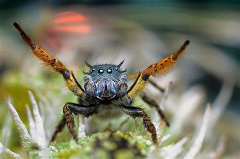 Arachnophobia Photo Contest - ViewBug.com