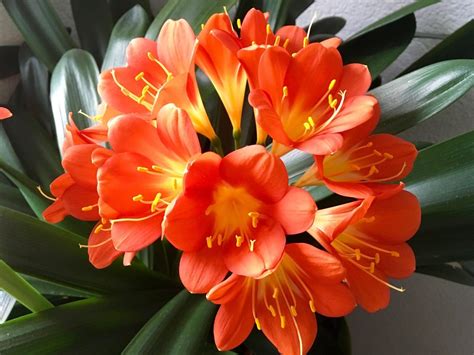 Clivia miniata cv belgium hybrid - Orange/broader leaf (FW) - ABCeeds