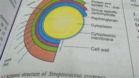 Antigenic structure of streptococcus pyogenes | microbiology - YouTube