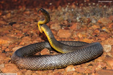 Australian Reptiles List, Pictures & Facts: Amazing Reptiles Of Australia