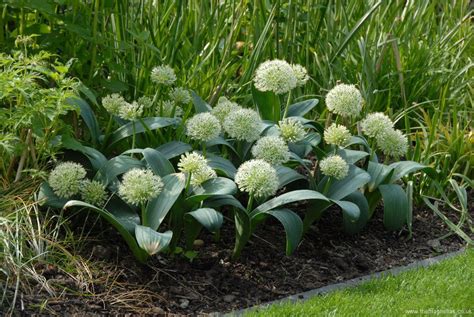 allium-karataviense-ivory-queen www.themagnolias.co.uk | Architectural plants, Garden bulbs ...