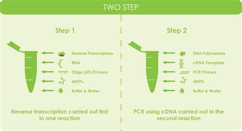 Reverse Transcriptase & cDNA Overview & Applications | GoldBio