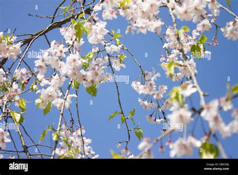 Springtime Cherry Blossoms in Japan, Yasaka Shrine near Maruyama Park ...