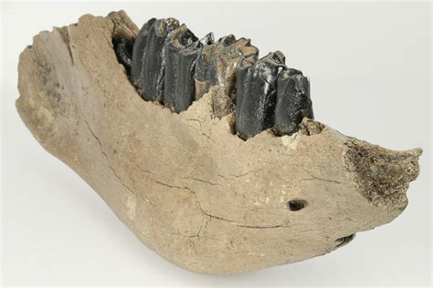 17" Fossil Woolly Rhino (Coelodonta) Right Mandible - North Sea (#200805) For Sale - FossilEra.com