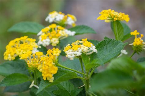 Lantana Seeds