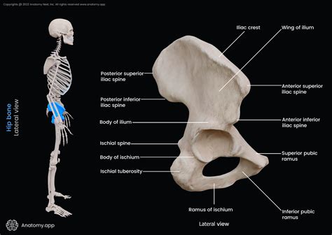 esta ahí ataque Cerebro hip bone anatomy Barbero Novela de suspenso ...