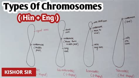 Types of chromosomes based on position of centromere | Kishor Zagare sir - YouTube