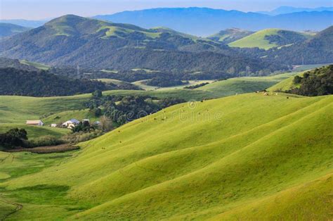 Farmland in Central Valley of California with Cattle Stock Photo - Image of farm, house: 143396110