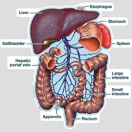 Hepatic Portal System