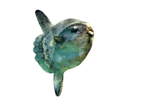 Can You Eat Sunfish? - Fishmasters.com