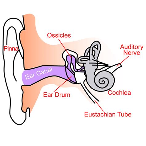 Patient Education Hearing Loss - Wichita Ear Clinic