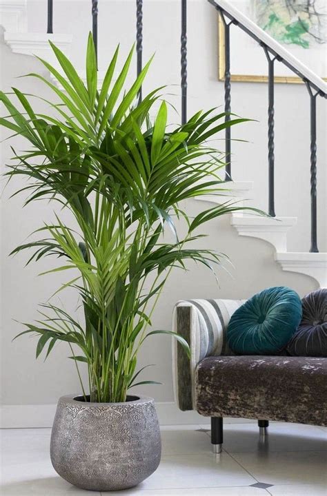 30+ Newest Indoor Plants Decor Ideas For Your Apartment | Apartment plants, Plant decor indoor ...