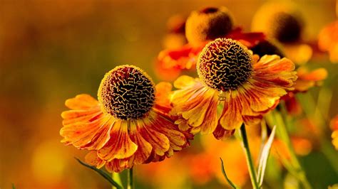 4K Orange Flowers Wallpapers High Quality | Download Free