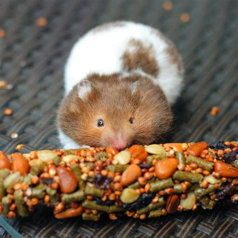 Funny hamster eating food stock image. Image of food - 33187983