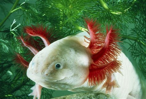 Albino Axolotl Photograph by Perennou Nuridsany - Pixels