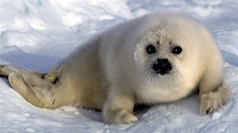 Trends For Arctic Ocean Animals Facts