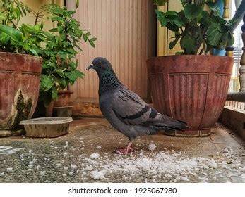 34,736 Pigeon On Garden Images, Stock Photos & Vectors | Shutterstock