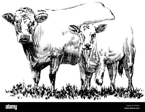 Line drawing of cow and calf Stock Photo - Alamy