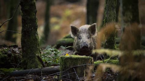 What to do if you see a wild boar while hiking | Advnture