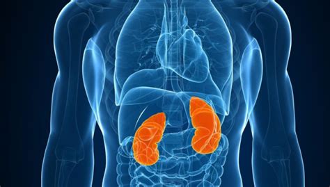 Common Kidney Diseases: Types, Causes, and Treatment | Wellnessbeam