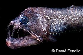 Viperfish - Deep Sea Creatures on Sea and Sky