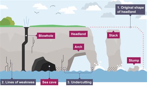 Caves,arches,stacks and stumps Diagram | Quizlet