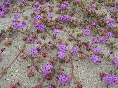 Beach Sand Verbena | Nature Collective