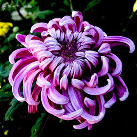 Discount Chinese Mum Seeds Rare Perennial Flower Seeds Indoor Bonsai ...